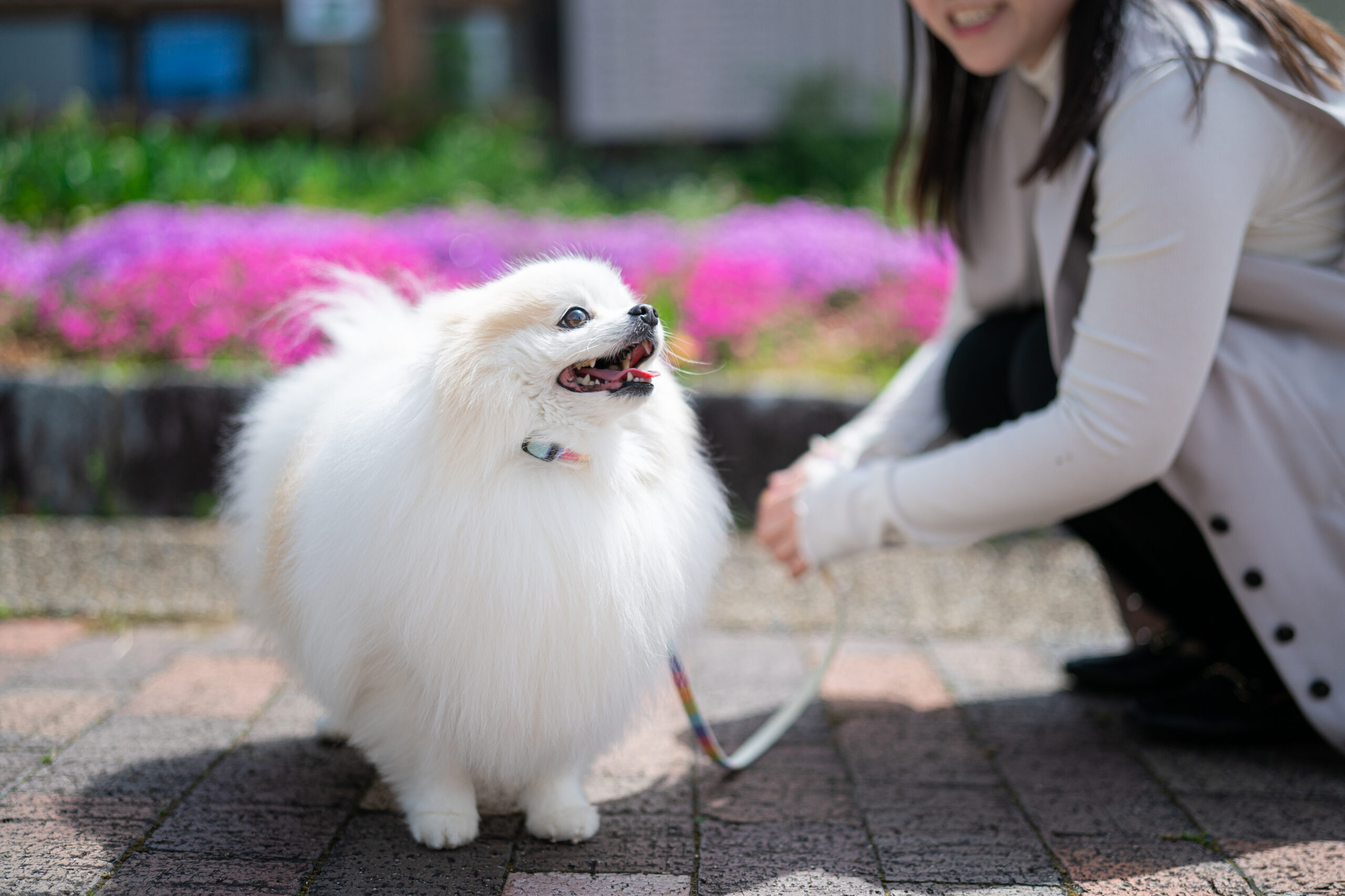 ペット撮影