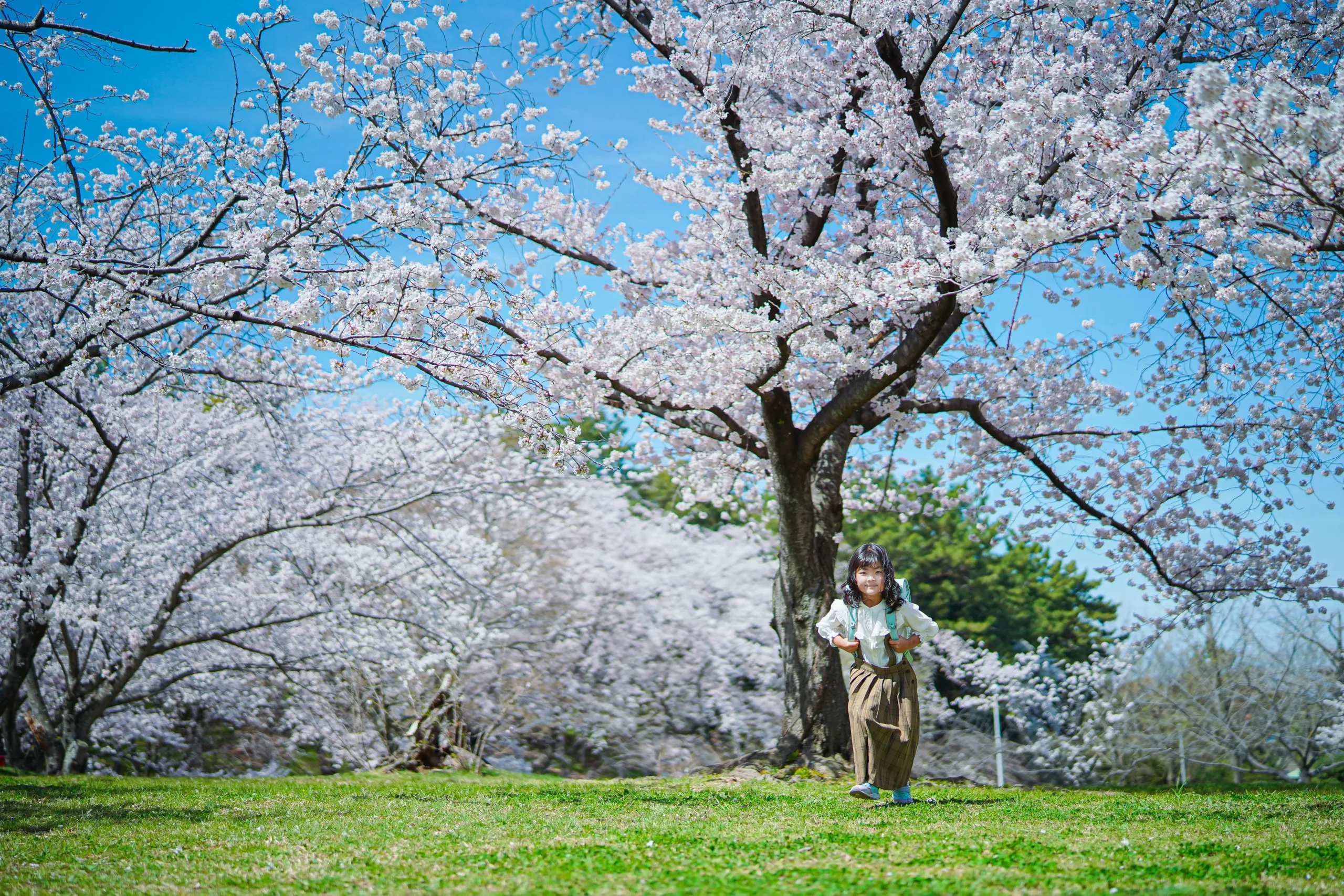 ロケーション撮影に特化した堺市にある写真館FYS Photographyで桜を背景に入園入学の写真撮影